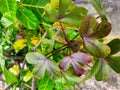 Jatropha leaves are usually used for herbal medicine Royalty Free Stock Photo