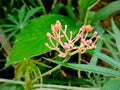 Jatropha multifida flowers Royalty Free Stock Photo