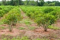 Jatropha plant Royalty Free Stock Photo