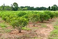 Jatropha plant Royalty Free Stock Photo