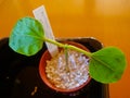 Bottleplant shrub Jatropha podagrica