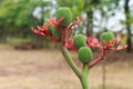 Jatropha Podagrica Royalty Free Stock Photo