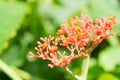 Jatropha podagrica on background.