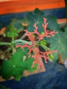 Jatropha podagrica the beautiful ornamental plant