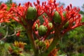 jatropha podagrica blooming in the garden