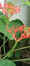 Spring has arrived, and Jatropha podagrica smiles welcomingly in the morning.