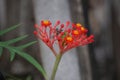 Jatropha podagrica flower. This plant is used as an analgesic, tonic, aphrodisiac, purgative, laxative, snakebite, gout etc