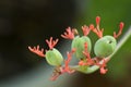 Jatropha podagrica