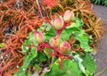 Jatropha podagrica Gout plant, Buddha belly, Guatemalan rhubarb, an exotic succulent plant