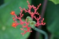 Jatropha podagrica