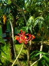 Jatropha podagrica