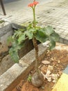 Jatropha podagrica plant