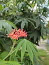 Jatropha podagrica plant has beautiful red flower and green leaves
