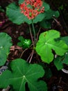 Jatropha podagrica, Buddha Belly Plant