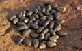 Jatropha Seeds Royalty Free Stock Photo