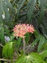 Jatropha tintir or Iodine Plant Royalty Free Stock Photo