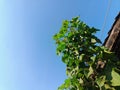 Jatropha tree with blue sky in the morning
