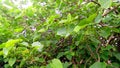 Jatropha tree branches green leaves