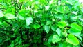 Jatropha tree green leaves close up