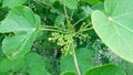 Jatropha tree green leaves flower buds