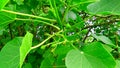 Jatropha tree green leaves fruit buds