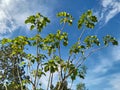 Jatropha tree that has fruited