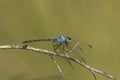 Jaunty Dropwing, Trithemis stictica