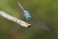 Jaunty Dropwing, Trithemis stictica