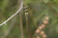 Jaunty Dropwing, Trithemis stictica