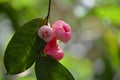 Java apple, Semarang rose-apple or Syzygium samarangense Royalty Free Stock Photo