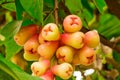 Java Apple On Tree Royalty Free Stock Photo