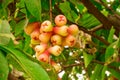 Java Apple On Tree Royalty Free Stock Photo