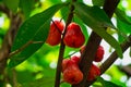 Java Apple On Tree Royalty Free Stock Photo