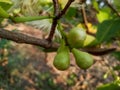 Java apple, wax apple flower and baby fruits are grow on tree Royalty Free Stock Photo