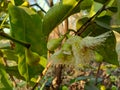 Java apple, wax apple flower and baby fruits are grow on tree Royalty Free Stock Photo