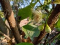 Java apple, wax apple flower and baby fruits are grow on tree Royalty Free Stock Photo