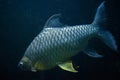 Java barb Barbonymus gonionotus. Royalty Free Stock Photo