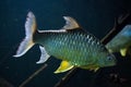 Java barb Barbonymus gonionotus. Royalty Free Stock Photo