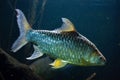 Java barb Barbonymus gonionotus. Royalty Free Stock Photo