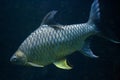 Java barb Barbonymus gonionotus. Royalty Free Stock Photo