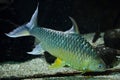 Java barb Barbonymus gonionotus. Royalty Free Stock Photo