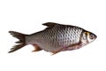 Java barb Fish isolated on white background Royalty Free Stock Photo