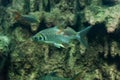 Java barb, Silver barb Royalty Free Stock Photo