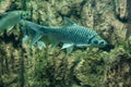 Java barb, Silver barb Royalty Free Stock Photo