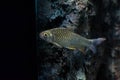 Java barb, Silver barb Royalty Free Stock Photo
