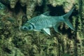 Java barb, Silver barb Royalty Free Stock Photo