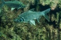 Java barb, Silver barb Royalty Free Stock Photo