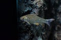 Java barb, Silver barb Royalty Free Stock Photo