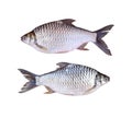 Java barb or Silver barb of freshwater fish isolated on white ba Royalty Free Stock Photo