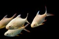 Java barb, Silver barb fish in aqurium Royalty Free Stock Photo